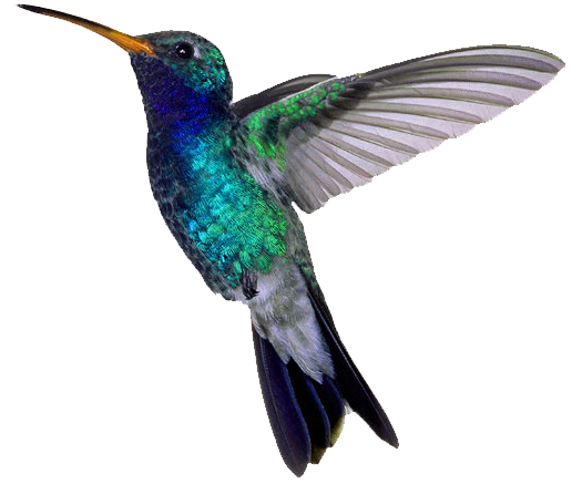 humming-bird
